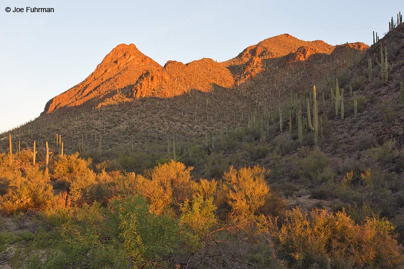Tucson Mountain Park Pima Co., AZ April 2013