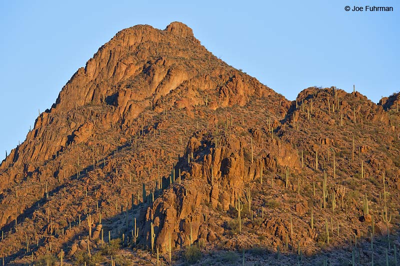 Tucson Mountain Park Pima Co., AZ April 2013
