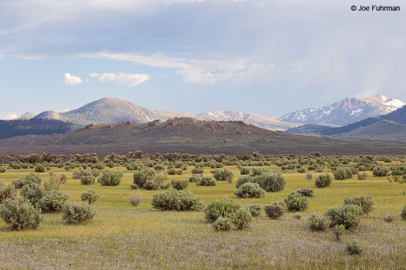 View of Sierra Nevada Mtns. from Hwy. 120 & Hwy. 395 Mono Co., CA June 2013