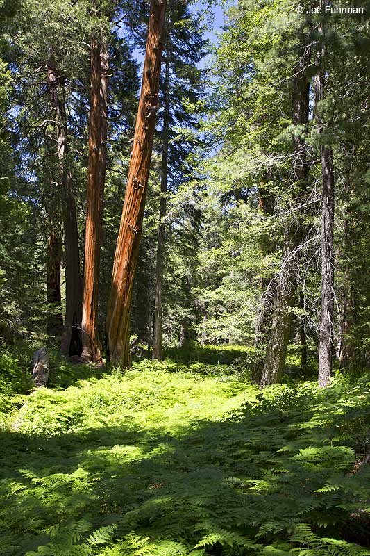 Buckhorn Campground-Angeles N.F., CA June 2013