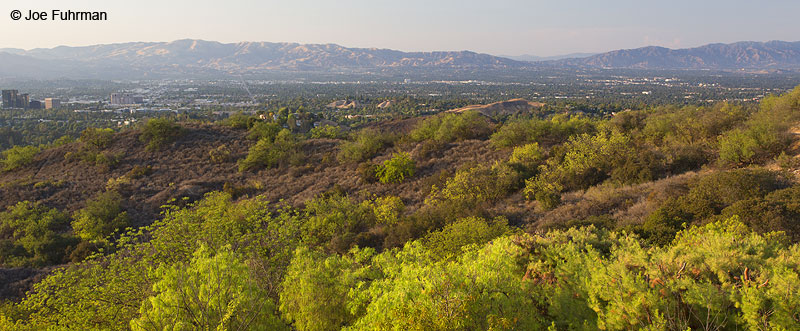 View of San Fernando Valley from Santa Monica Mtns. L.A. Co., CA July 2013