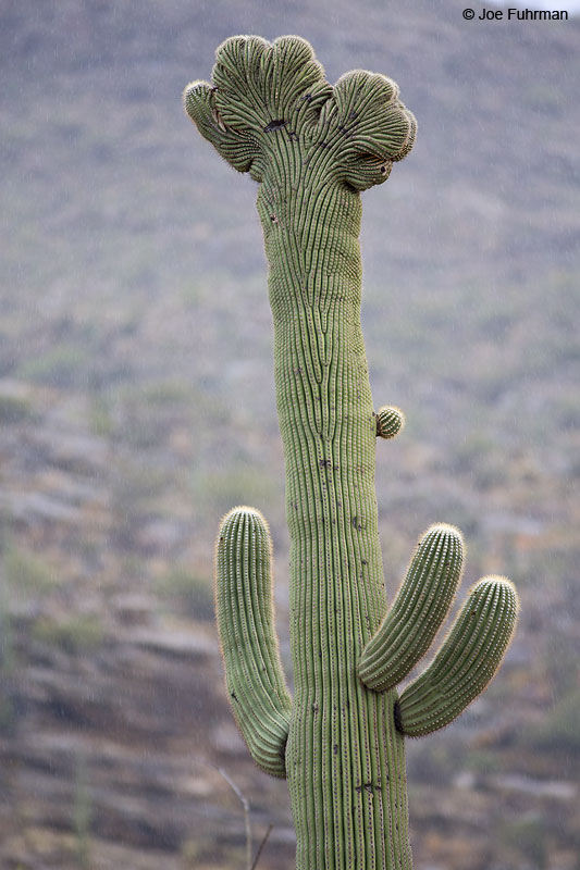Saguaro National Park (Rincon Section), AZ Nov. 2013