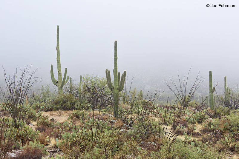 Saguaro National Park (Rincon Section), AZ Nov. 2013