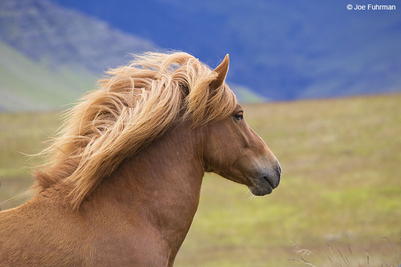 Icelandic Horse Iceland   July 2013