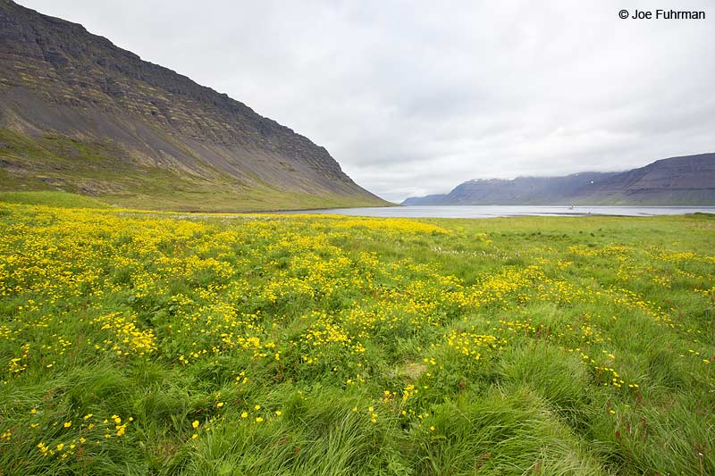 Vestfirdir Region Iceland   July 2013