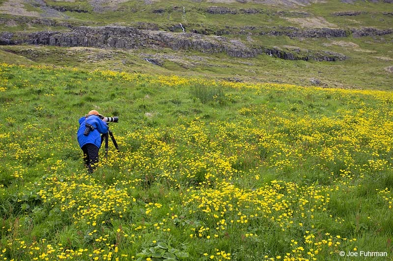 Vestfirdir Region Iceland   July 2013