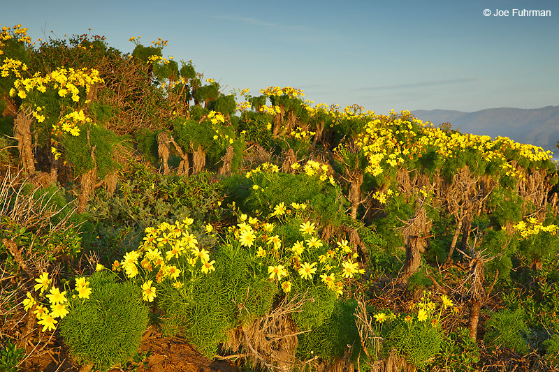 Point Dume (Giant Coreopsis in bloom)Malibu, CA March 2016