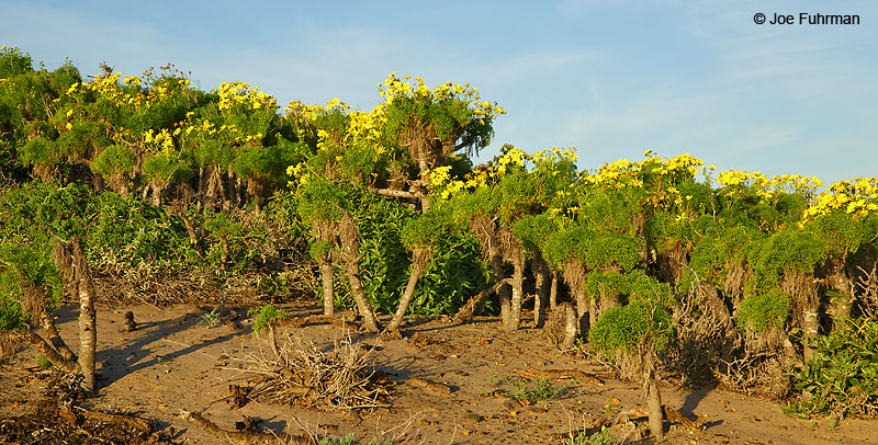 Point Dume (coreopsis in bloom)Malibu, CA March 2016