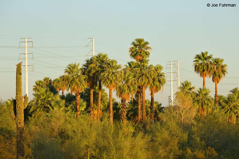 Papago Park Phoenix, AZ Aug. 2014