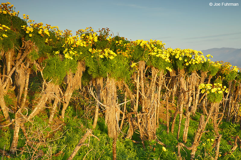Point Dume (Giant Coreopsis in bloom)Malibu, CA March 2016