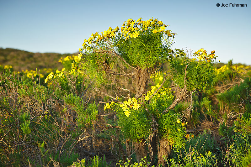 Point Dume (Giant Coreopsis in bloom)Malibu, CA March 2016