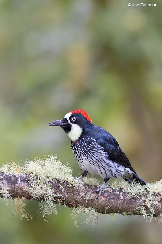 Acorn Woodpecker Parque Nacional Los Quetzales, Costa Rica   Jan. 2014