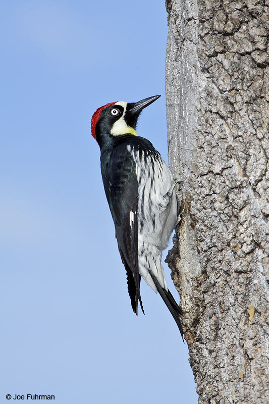 Acorn Woodpecker male L.A. Co., CA   January 2010