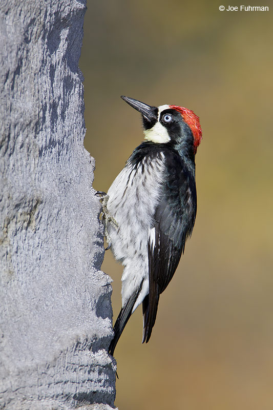 Acorn Woodpecker male L.A. Co., CA   December 2008