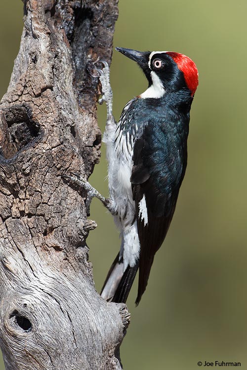 Acorn Woodpecker Santa Cruz Co., AZ    May 2011