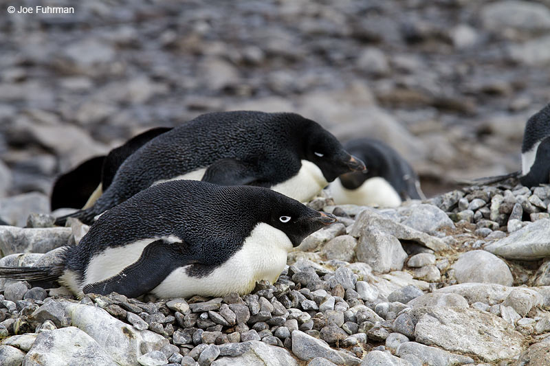 Adelie Penguin Paulet Island, Antarctica Nov. 2010