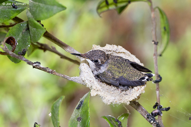 Allen's Hummingbird L.A. Co., CA   June 2013