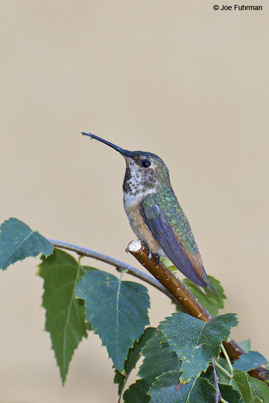 Allen's Hummingbird-adult female L.A. Co., CA    June 2012