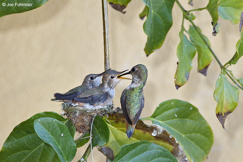Allen's Hummingbird L.A. Co., CA    June 2012