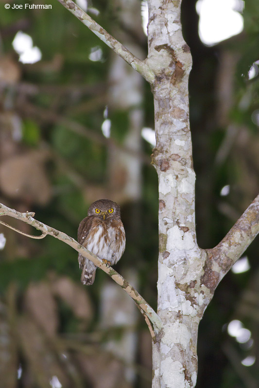 Amazonian Pygmy-Owl Carajas, Para,  Brazil   October 2009