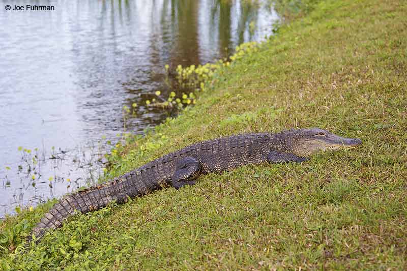 American Alligator Sarasota Co., FL Dec. 2012