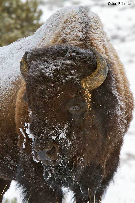 American Bison Yellowstone N.P., WY-Park Co.   Jan. 2010