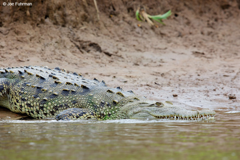 American CrocodileSan Blas, Nayarit, Mexico April 2015