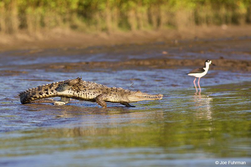 American CrocodileRio de Ameca, Nay., Mexico Dec. 2013