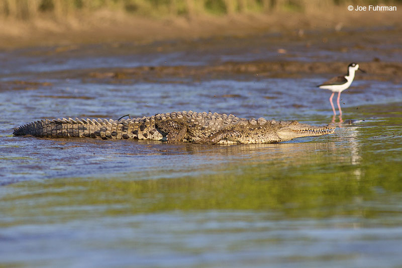 American Crocodile Rio de Ameca, Nay., Mexico Dec. 2013