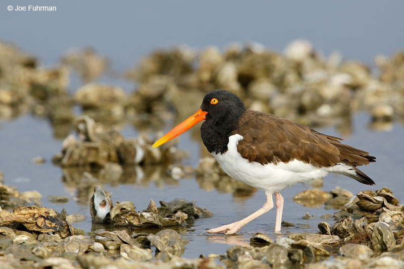 American Oystercatcher on oyster bed.Aransas Co., TX   March 2015