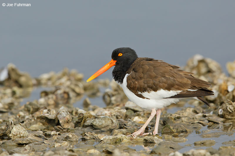 American Oystercatcher on oyster bed. Aransas Co., TX   March 2015
