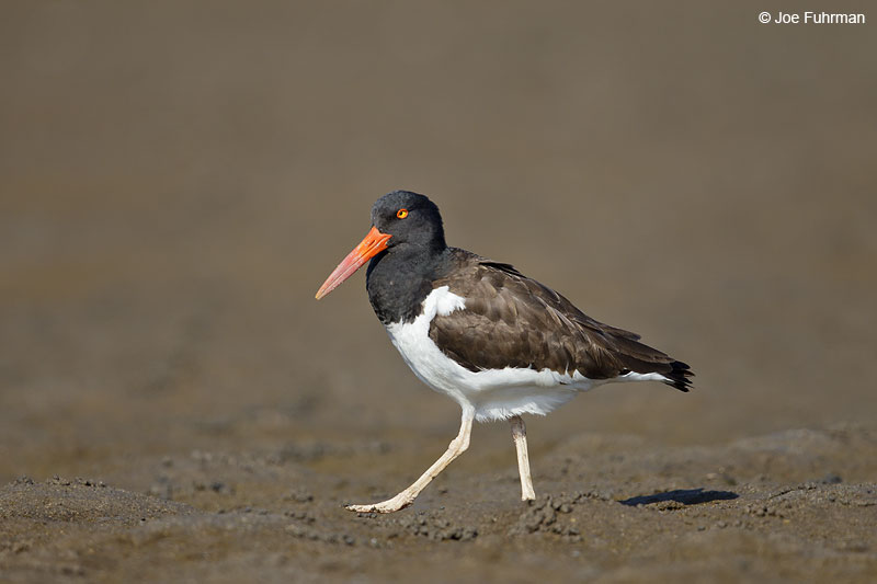 American Oystercatcher Ameca River Lagoon-Nay., Mexico  March 2013