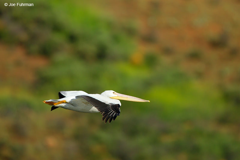 American White Pelican San Diego Co., CA March 2015