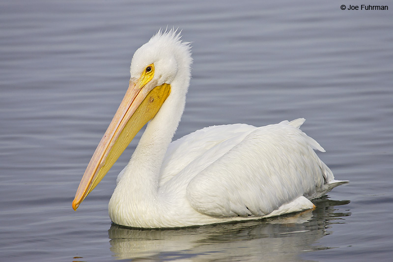 American White Pelican Orange Co., CA November 2007