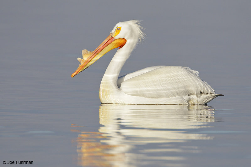 American White Pelican Riverside Co., CA March 2012