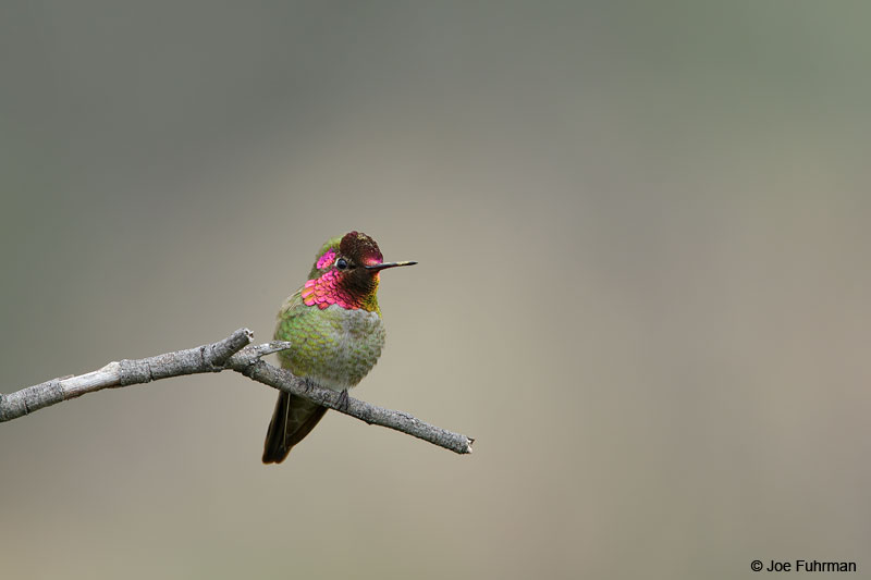 Anna's Hummingbird Malibu, CA   Feb. 2015