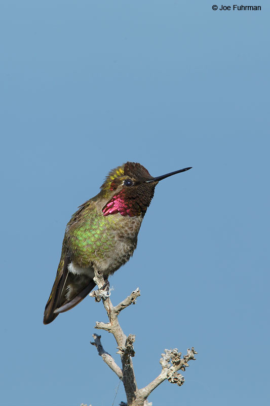 Anna's HummingbirdSan Diego Co., CA   March 2015