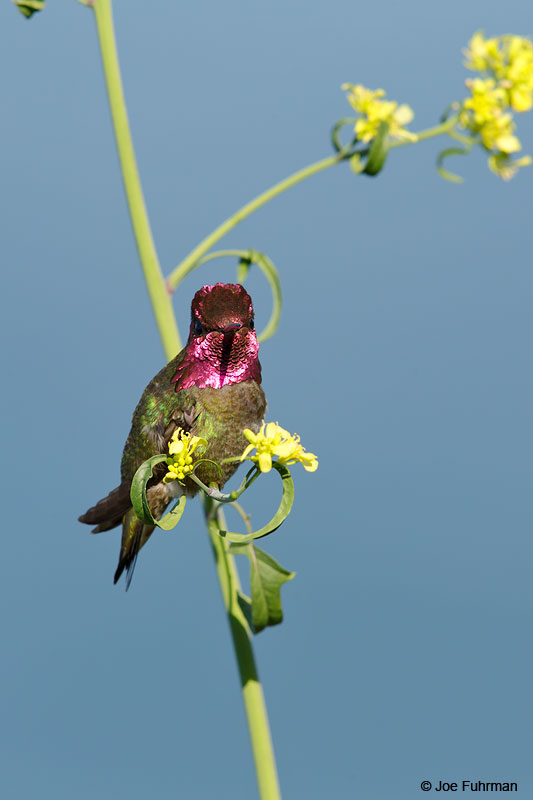 Anna's HummingbirdSan Diego Co., CA   March 2015