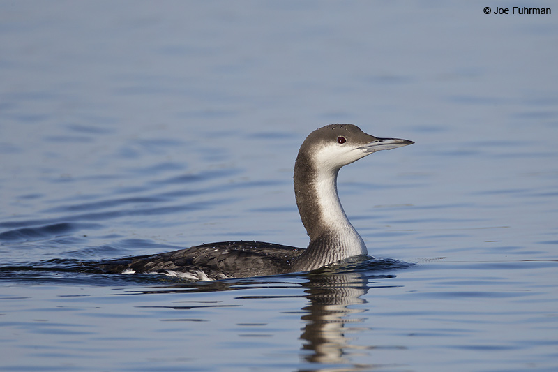 Arctic Loon San Luis Obispo Co., CA   Jan. 2012