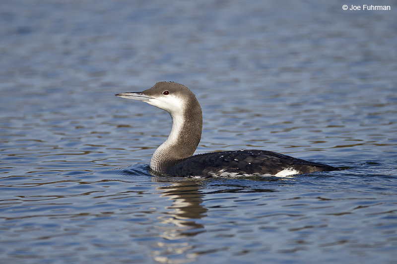 Arctic Loon San Luis Obispo Co., CA   Jan. 2012