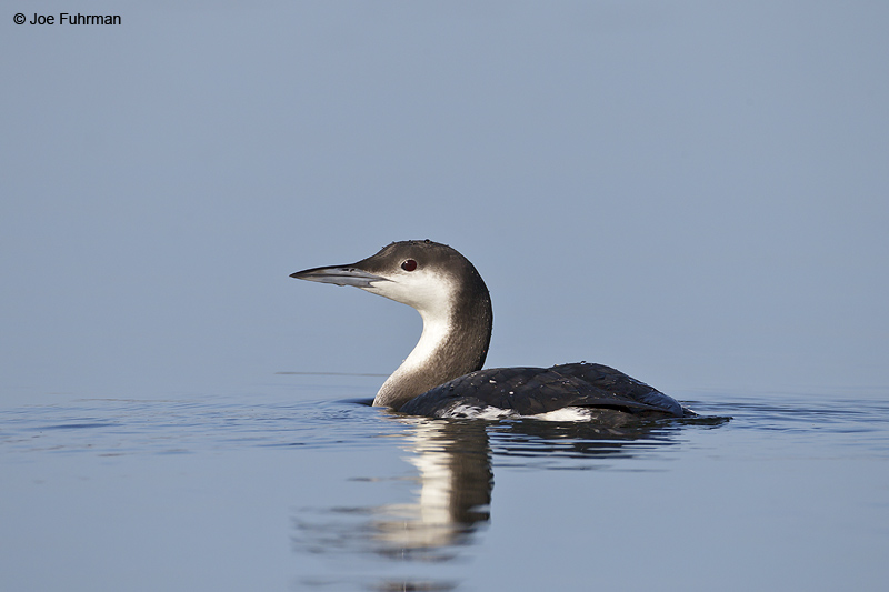 Arctic Loon San Luis Obispo Co., CA   Jan. 2012