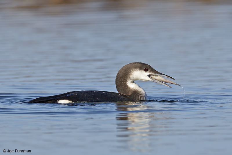 Arctic Loon San Luis Obispo Co., CA   Jan. 2012