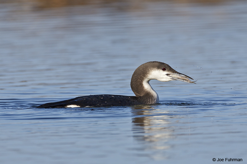 Arctic Loon San Luis Obispo Co., CA   Jan. 2012