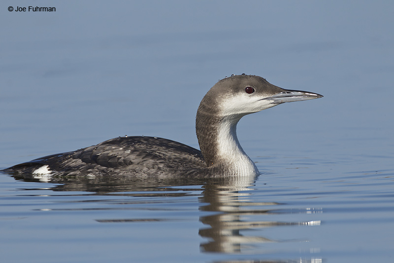 Arctic Loon San Luis Obispo Co., CA   Jan. 2012