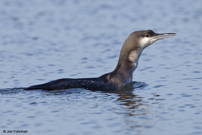 Arctic Loon San Luis Obispo Co., CA   Jan. 2012