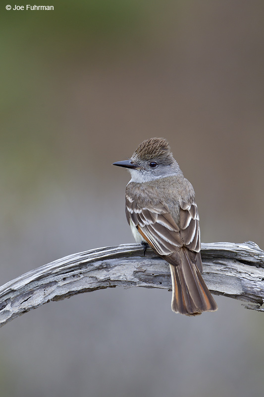 Ash-throated Flycatcher San Diego Co., CA June 2012