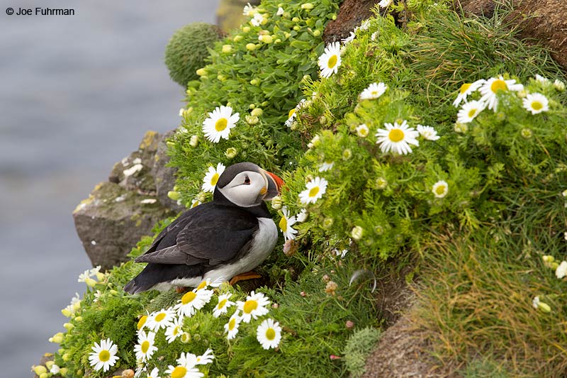 Atlantic Puffin Iceland   July 2013