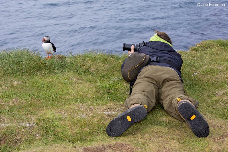 Atlantic Puffin Iceland   July 2013