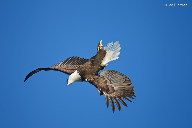 Bald Eagle Homer, AK March 2011