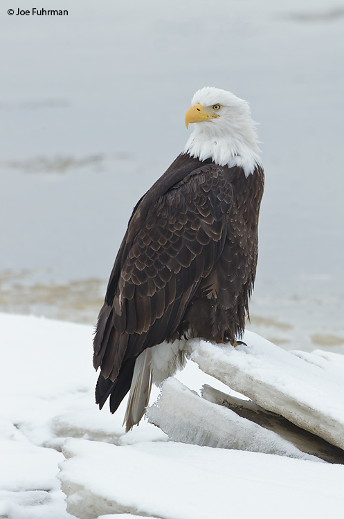 Bald Eagle Homer, AK March 2011